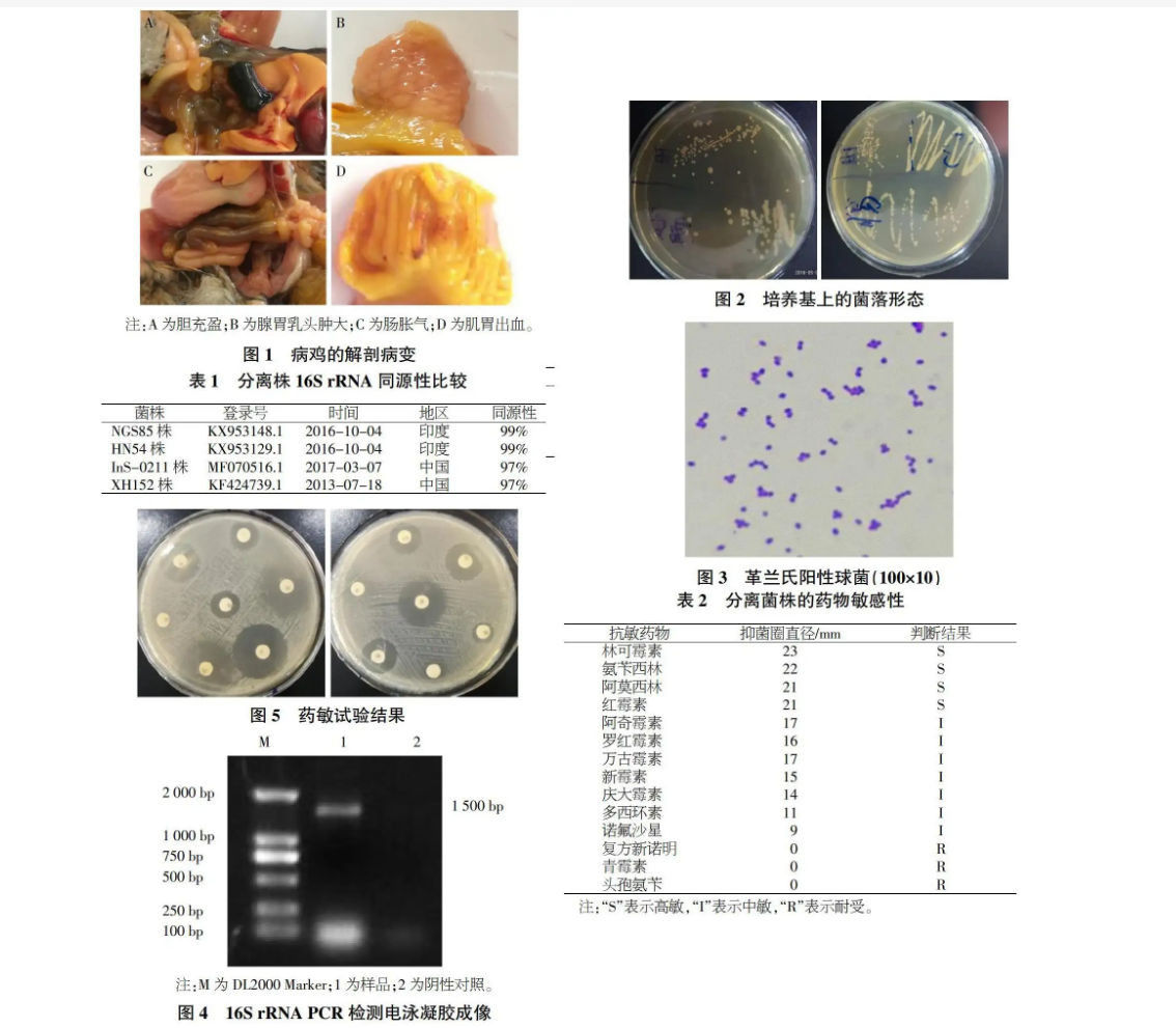 金黃葡萄球菌試驗